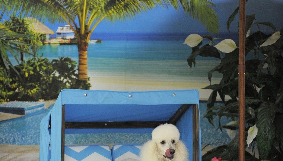 Pets In Paradise FiveStar Kennels For Fido Take Off Working Woman