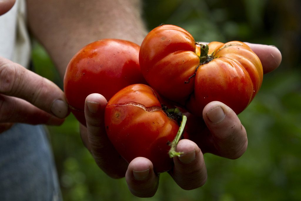 Amazon Now Delivering Martha Stewart Meal Kits Working Woman Report