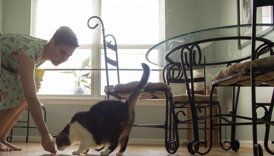 Entrepreneur Wants To Open Hampton Roads First Cat  Cafe  